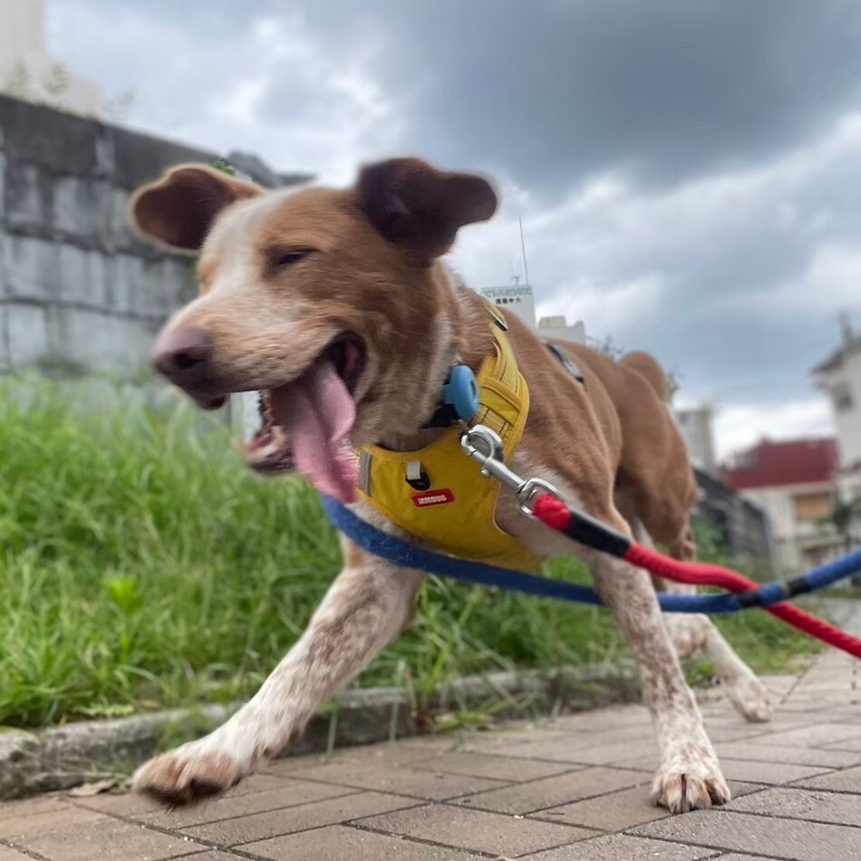 蛍のカバー写真