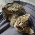 人間大好き！！甘々キジトラ君(=ﾟωﾟ=)