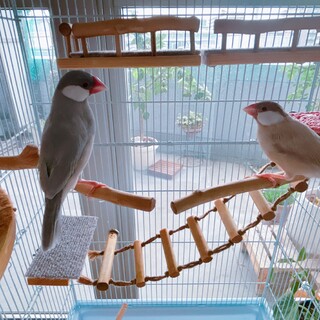 シルバー&シナモン文鳥 」兵庫県 - 鳥の里親募集(502030