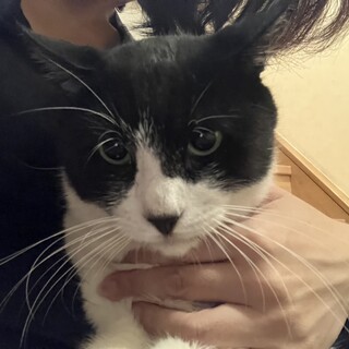 お膝の上が大好きな甘えん坊♡