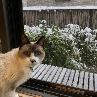 わりと雪が好き