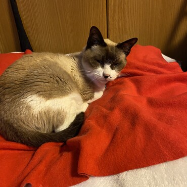 モフモフ