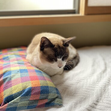 カラフル