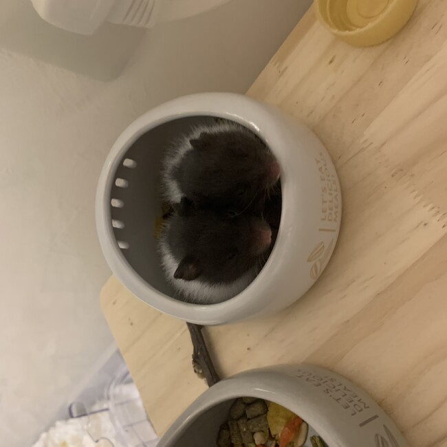 でゅんでゅんのカバー写真