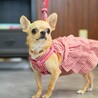 チワワ(スムース) オーロラ姫ちゃん　里親様募集☆ サムネイル3
