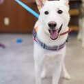 雑種の子犬　ポッキーくん　里親様募集！