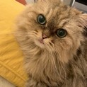 人が大好きで甘えん坊な子です
