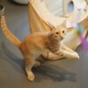 鈍臭さが愛おしいヘミングウェイキャットのサンゴくん サムネイル3