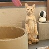 鈍臭さが愛おしいヘミングウェイキャットのサンゴくん サムネイル4