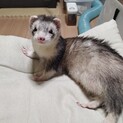 1歳半フォクシーフェレット♂