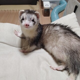 1歳半フォクシーフェレット♂
