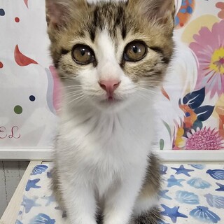 メローチューン♀