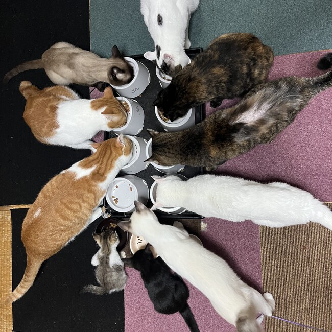 ネコ屋敷のカバー写真