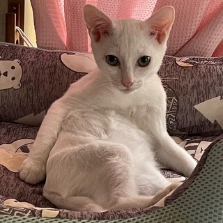 ロクちゃん、譲渡決定有り難うございます11/14