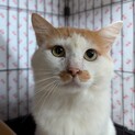 【被災地より】おきんた