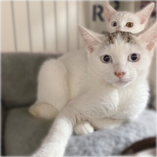 センター分けの白猫さん❤️はやてくん