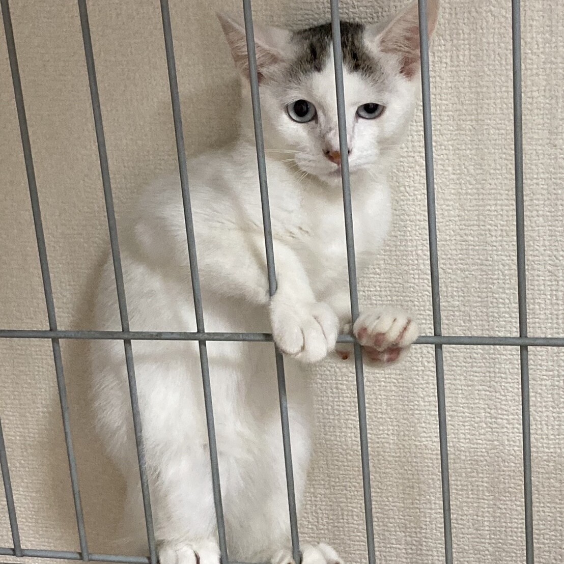 センター分けの白猫さん❤」千葉県 - 猫の里親募集(502063) 3枚目の