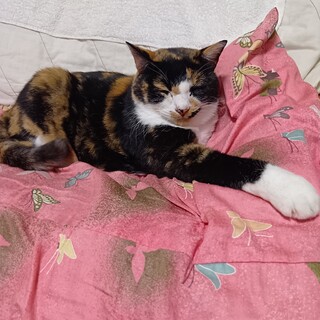 8歳ミケちゃん。癒し系キャラ