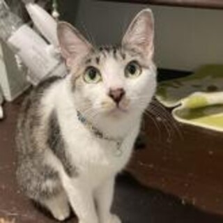 ■もう一度幸せ家猫に■わぁちゃん■甘えた猫