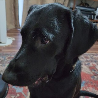 ラブが体調不良になったため、一旦停止します。