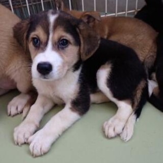 トライカラーの子犬のマリオくん☆