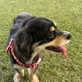 ⭐︎ココちゃん⭐︎ コッカー×チワワ　7歳　避妊済