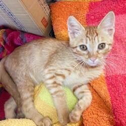 in江南市☆子猫たくさん！保護猫をオウチに迎えよう☆2024年10月13日（日）～ちーむ にゃいんず