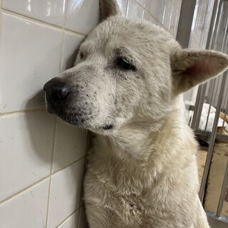 殺処分対象❗️収容期限10/15迄❗️延長なし