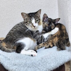 in名古屋市☆子猫たくさん！保護猫をオウチに迎えよう☆2024年10月13日（日）～ちーむにゃいんず