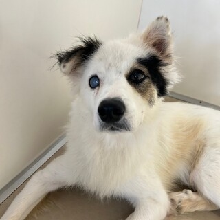 穏やかな性格の【ゼブラ】君