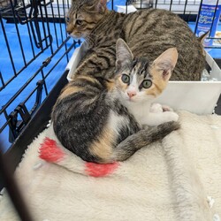 in岡崎市☆子猫たくさん！保護猫をオウチに迎えよう☆2024年10月14日（祝）～ちーむ にゃいんず