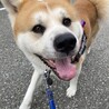 マーティママ