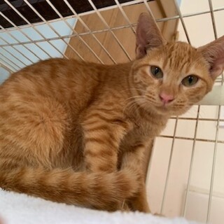 珍しいちゃとらの女の子 あせびちゃん