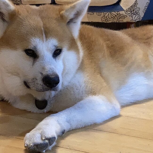 マーティママのカバー写真
