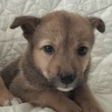 排泄シートでできます、中型犬仔犬女の子