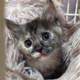 福岡：動物病院発！サビLOVEな方へ❤みきちゃん