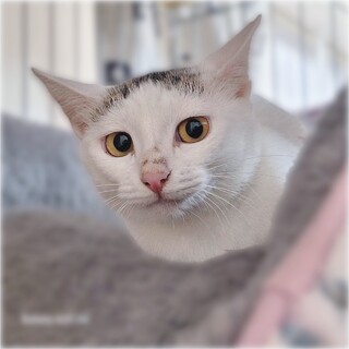 美人で元気な白猫さん❤️さくらちゃん