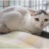 美人で元気な白猫さん❤️さくらちゃん サムネイル3