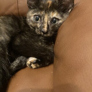 とても人懐っこい子猫です！
