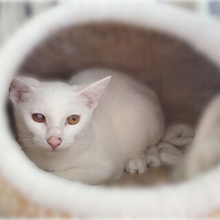 儚げな白猫男子❤️あさひくん