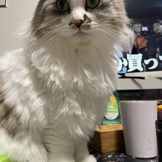 【人大好き！】長毛の女の子×まろん