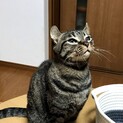 子猫のような小さな成猫(里親決定しました)