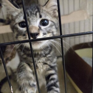 クリクリの目が可愛らしいキジトラ君