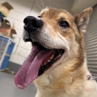 ずっとのお家を見つけたい！　アポロくん