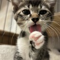 人も猫も大好き！生後1ヶ月半の女の子