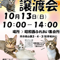 保護猫譲渡会