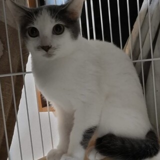 お目々まんまるのイケメン君