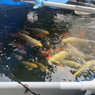 錦鯉をもらってください。