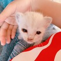 子猫の里親になってください。