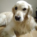 大人しく賢い6歳のゴールデンレトリバー♂